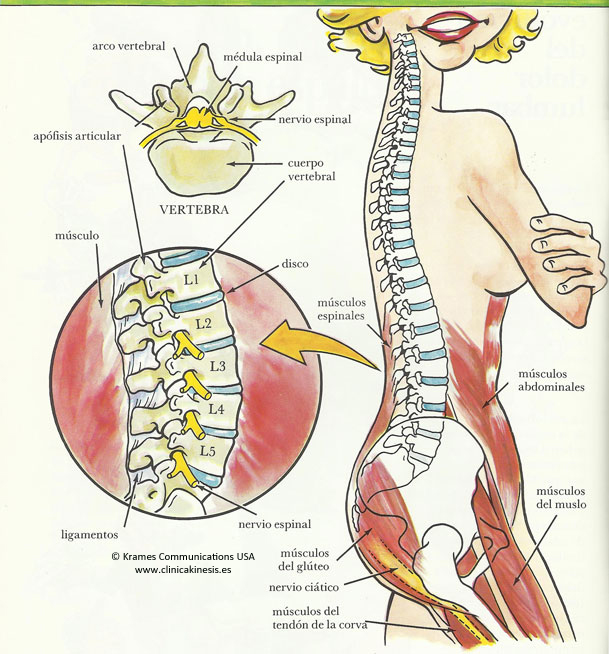 Anatomía de la espalda sana. Clínica Kinesis